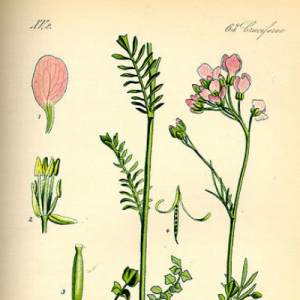 Cardamine Green