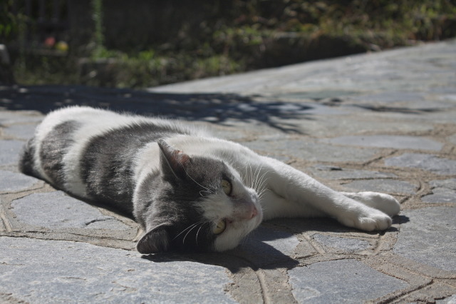 A white and gray cat gracefully lying on the ground with his front legs crossed, looking almost but not quite towards the camera, which was close to ground level.