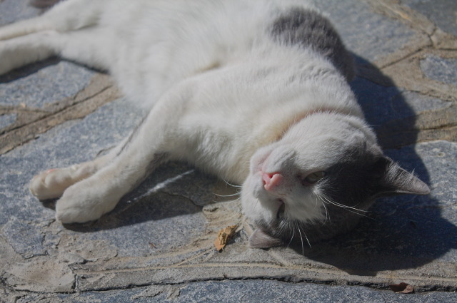 A close up of the same cat after he has turned to the other side; now his eyes are half-closed and one ear is folded under the head.