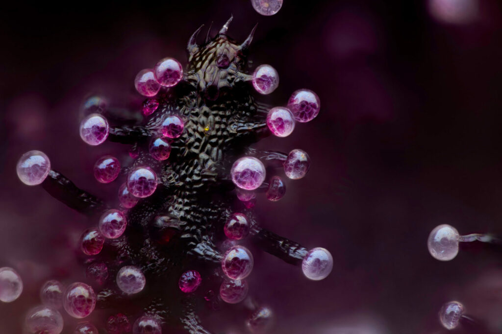 Leaf of a cannabis plant. The bulbous glands are trichomes. The bubbles inside are cannabinoid vesicles