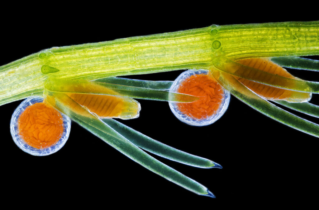 Stonewort algae (Chara virgata) reproductive organs - oogonia (female organs) and antheridia (male organs)