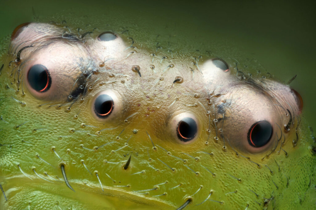 Eyes of a green crab spider (Diaea dorsata)