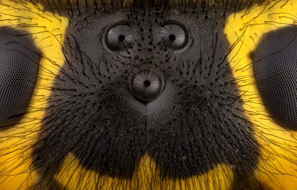 Ocelli between the compound eyes of a yellow jacket