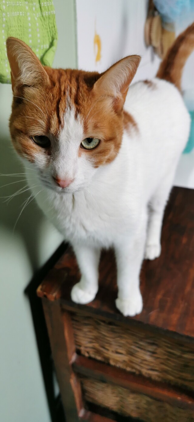 A little white and ginger kitty standing on a wooden cabinet 