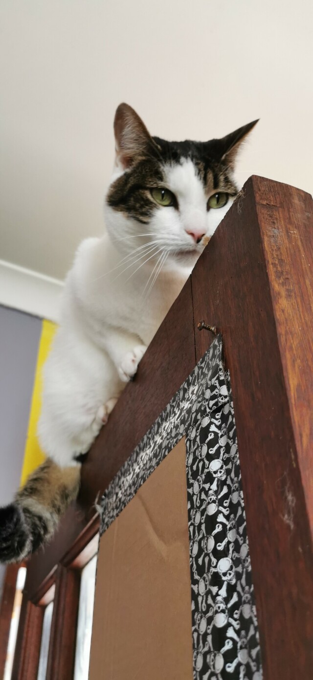 Looking up at a white and tabby cat perched like a monorail on top of a wooden door. There's a cardboard panel taped across a missing pane of glass in the door with skull and crossbones duct tape. 