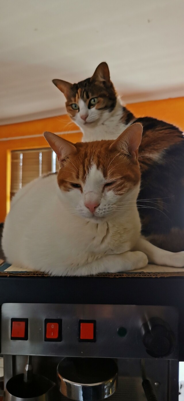 A big white and ginger cat and a small calico cat sitting together on top of an espresso machine