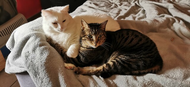 A huge long haired white cloud cat and a lithe brown tabby cat curled up together on a grey blanket on a bed