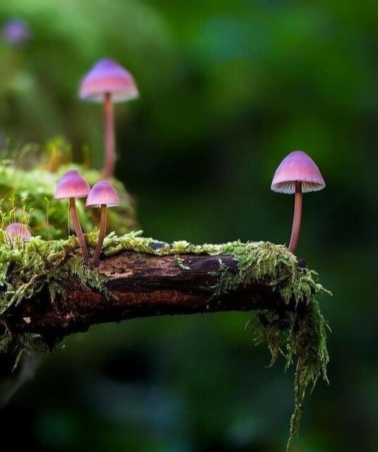 Beautiful purple mushrooms and moss on a branch