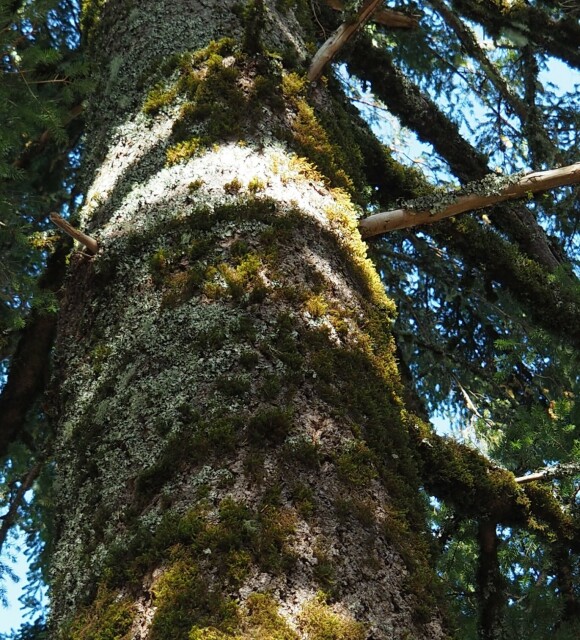 Close-up of the trunk of a very large pine tree. The trunk is entirely covered in short clumps of moss interwoven with lichen. Both the lichen and moss are extending out on branches in all directions.