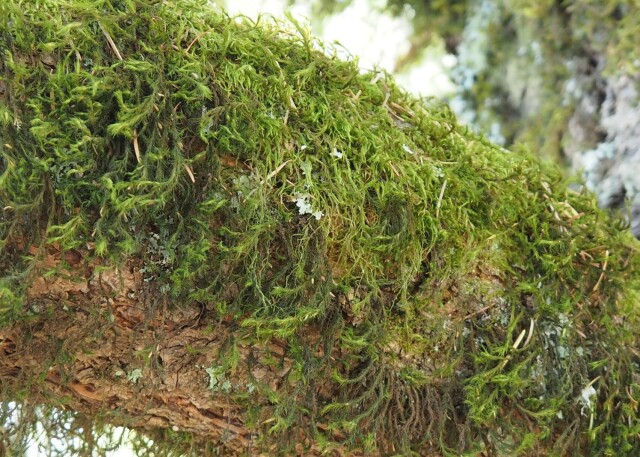 Luscious, green, close-up of lichen interspersed with moss against a very rough, brown tree limb. Everything looks exceptionally soft due to the fine structures of the moss.