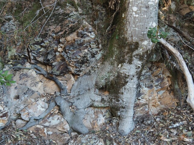 A tree trunk and its roots, growing into and against a jagged outcrop of rock (possibly shale). The tree trunk has large patches of lichen and moss. The roots of the tree seem to melt into the rock, or bubble out from the rock, in a very jarring fashion.