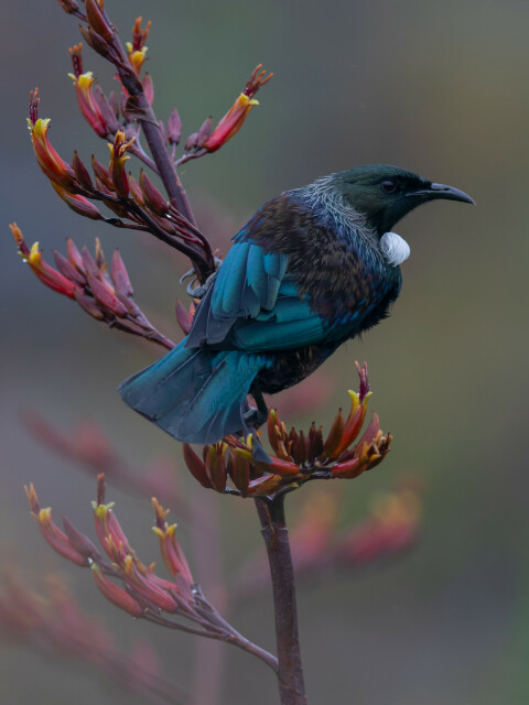 A very dark metallic green bird with a white tuft on its chin clinging to a stem of red and yellow flax flowers.