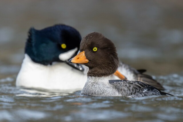 Female and male Barrow's goldeneye
