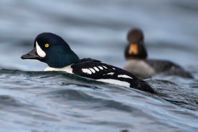 Barrow's goldeneye pair