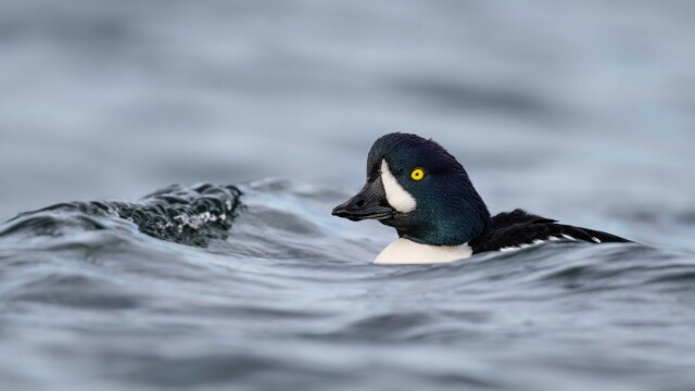 Barrow's goldeneye