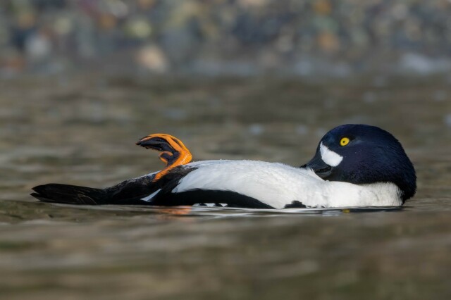 Barrow's goldeneye floating on its back.