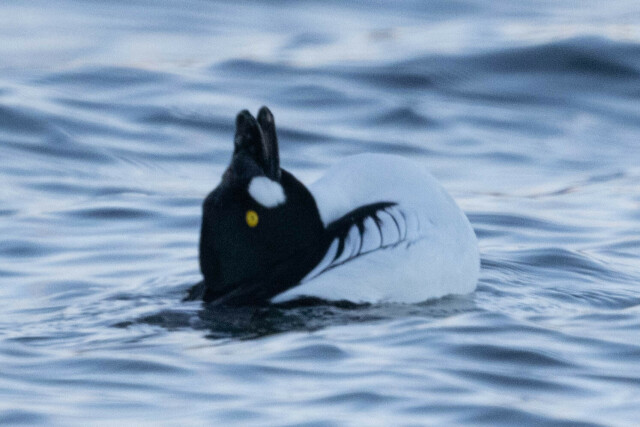 Common Goldeneye camouflaged as a rabbit. 