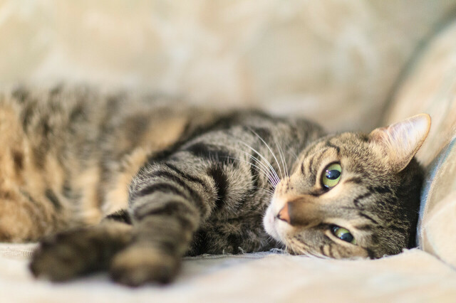 A tabbycat reclining on his side on a sofa. Eyes mostly open looking at the camera. 