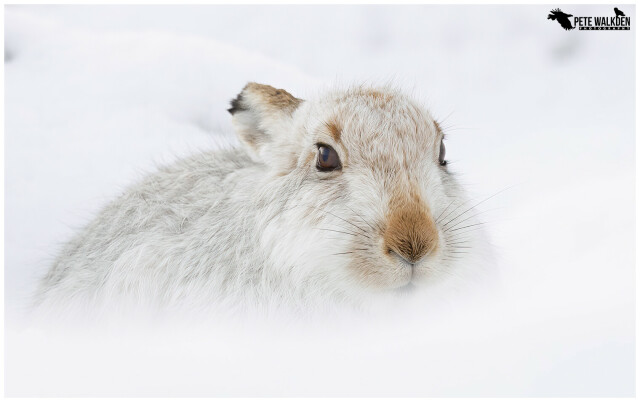A white mountain hare sitting in the snow, on a hillside in the Highlands of Scotland.