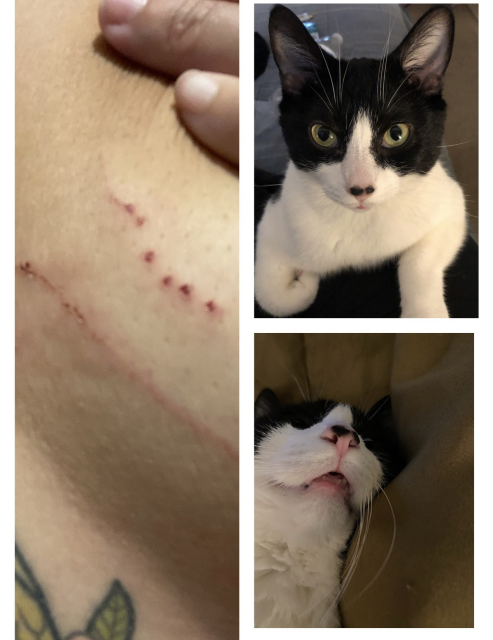 Photo of a cat scratch and a cute tuxedo cat 