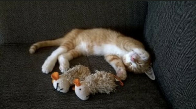 A picture of an orange and white kitten sleeping on a gray couch. Beside him are two catnip mice almost as big as he is. The way he’s asleep, with his belly and paws in the air, it looks like passed out mid-pounce