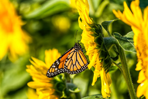 Farfalla Monarca
Fotografia eseguita da Doug Kelley e pubblicata su Unsplash

https://unsplash.com/it/foto/H6-hMDi98n4