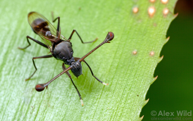 Standing on a green leaf, in top view, is a leggy grey fly with eyes out on threadlike stalks nearly as long as the insect itself.