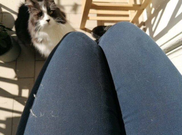 Il mio coinquilino peloso che mi guarda, seduto sul terrazzo, e in primo piano le mie gambe, con pantaloni pieni di pelo.