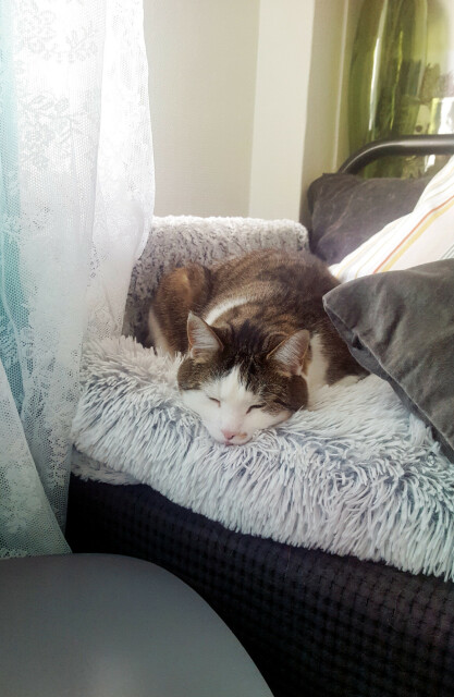 A photo of a tabby cat with a white face and pink nose napping on top of a fluffy grey and white faux fur pillow. His chin is resting just over the edge of it, his little face sinking into the soft material. He is nestled between the arm of a sofa and more pillows. The black stripes in his fur follow the shape of his relaxedly curving back. There is a lace curtain falling gracefully on his left and a shiny green glass vase behind him. The vibe of the photo is soft, vibrant and peaceful.