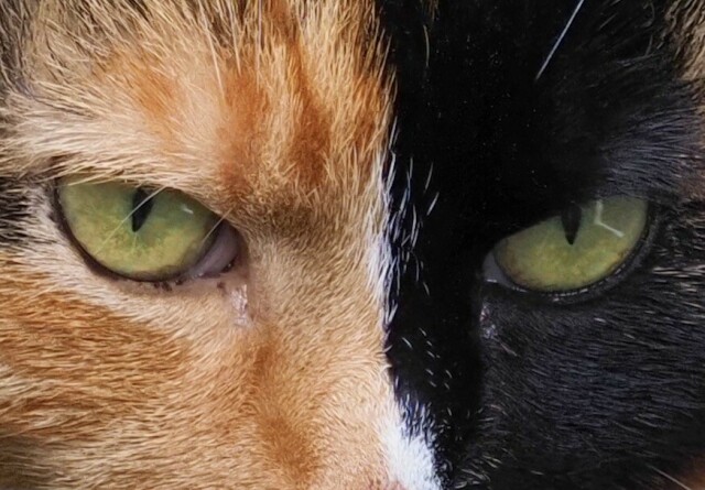 A cropped photograph of the eyes and surrounding fur of a cat’s face. The cat is a chimera with green eyes, the left side of her face coloured black and the right side orange. The cat’s name is Damsel.