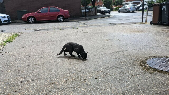 worryingly skinny black kitty on a drive