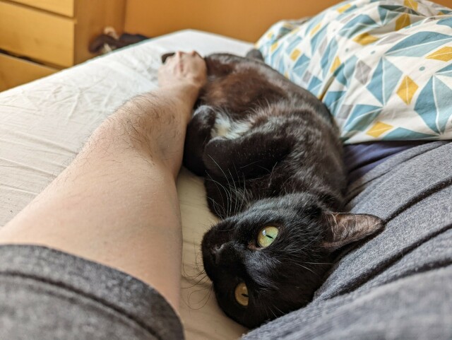 kitty happily curled up in the nook of my arm on a bed.