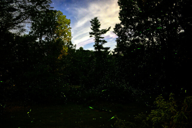 A photo showing many tiny trails and blips of rich green light against a backdrop of really dark trees and vegetation against a strangely-lit blue/white sky.