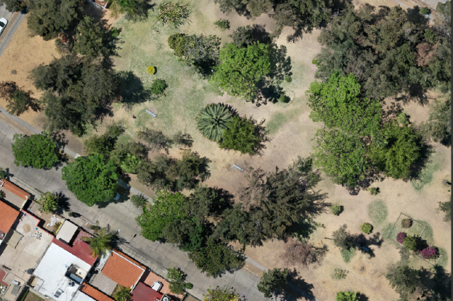 drone orthophoto showing a park with differente types of trees (palm trees, casuarinas, and some other trees i can't identify). There's very little warp in the tree crown edges.