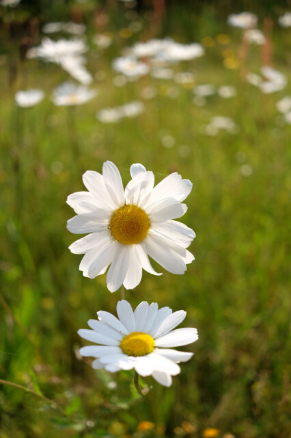 Two giant daisy heads in the foreground, sea of green and more daisies behind.