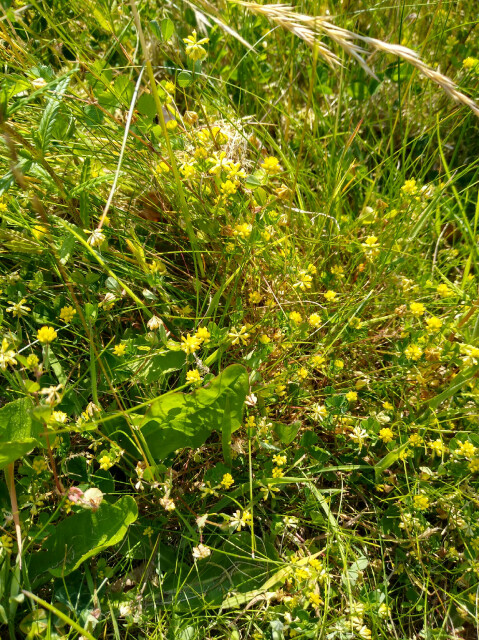 Yellow clover flowers against green grass.