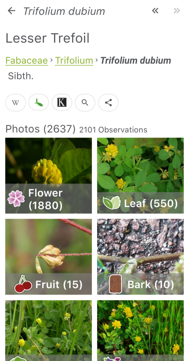Screenshot from plant.net showing yellow clover page, aka trefoil.