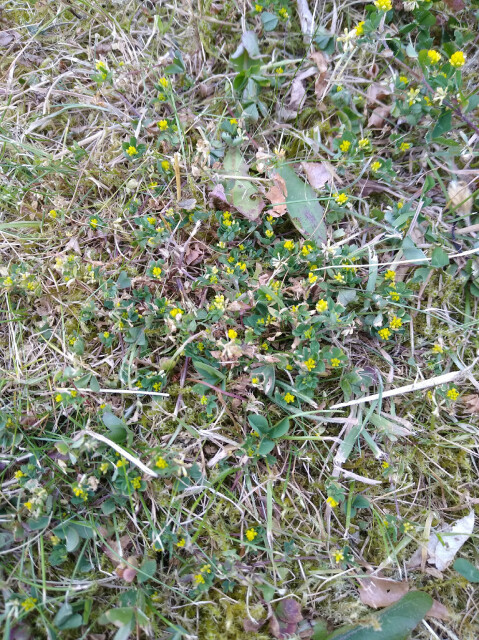 Yellow clover flowers against brown moss.