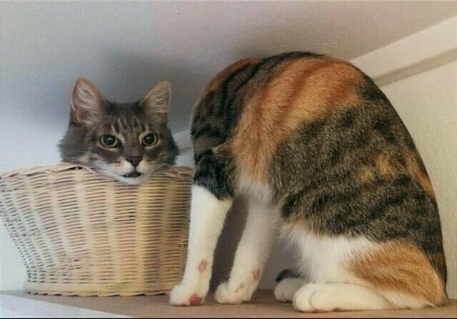 Cats body without visible head. + Cat looks only with head out of the basket. 