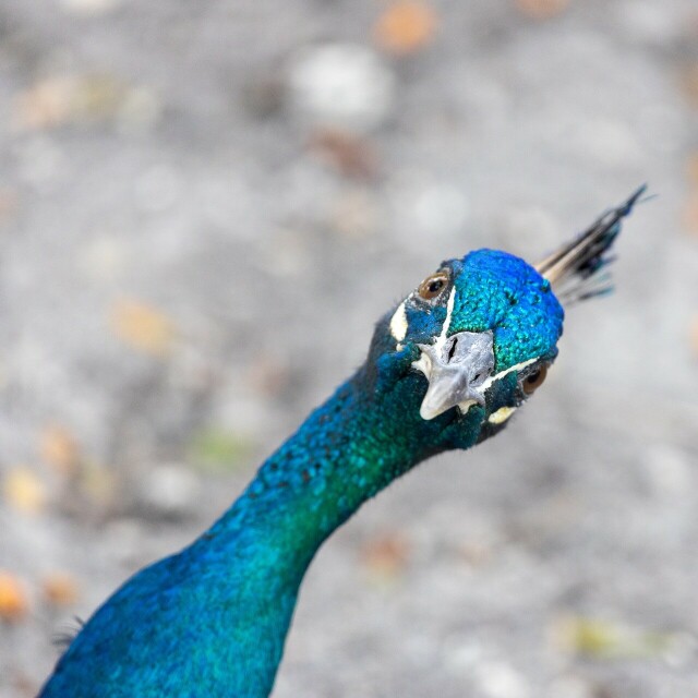 a peacock from neck up in front of a blurry grey background looking directly at the camera, at a confused tilt