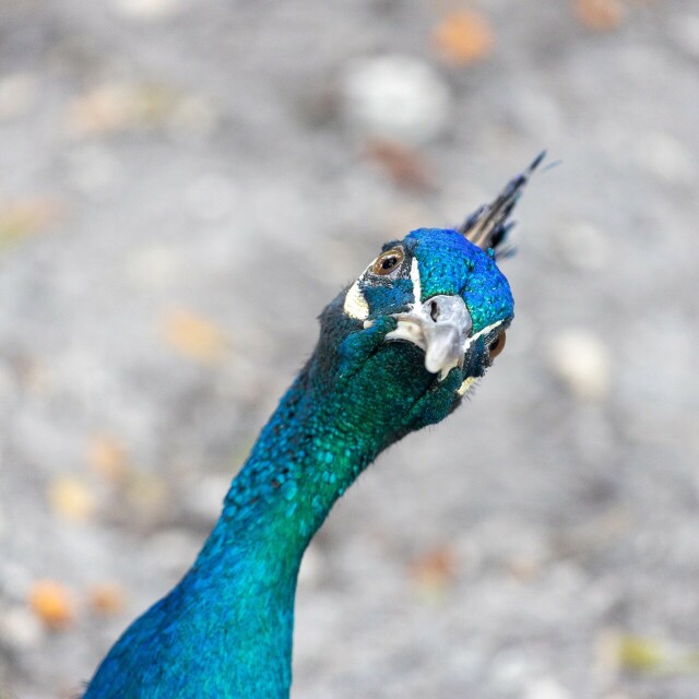 a peacock from neck up in front of a blurry grey background looking almost directly at the camera, at a confused tilt