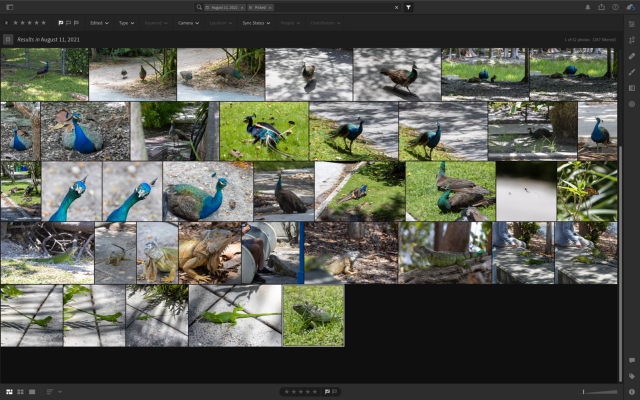 lightroom showing 52 photos of peafowl, iguanas, and more