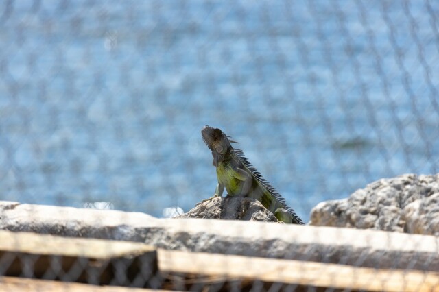 a green iguana on rocks in front of water, beyond a chain link fence