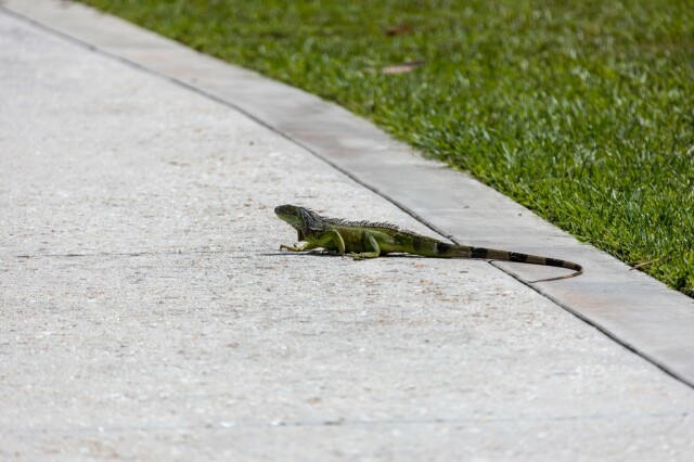 a green iguana on a sidewalk near grass