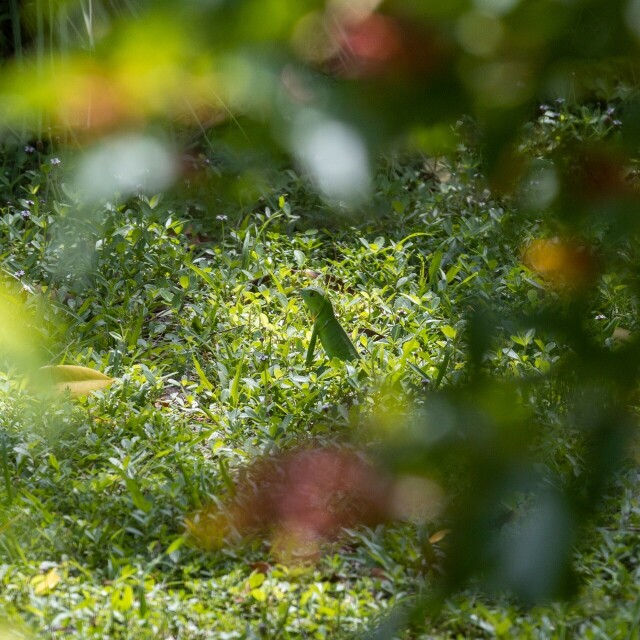 a small young very green green iguana in grass, framed by out-of-focus leaves and flowers