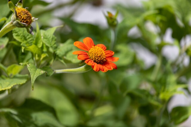 an orange flower on a plant