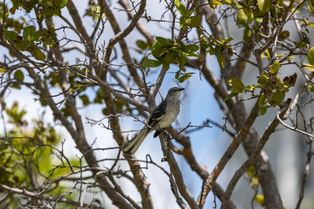 a mockingbird in a tree