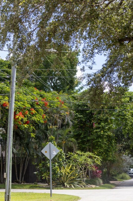 plants trees at a street corner

a leafy one hanging from above the frame
a royal poinciana with orange flowers at the opposite corner
a stand of tropical plants with different kinds of leaves at the corner
tall green trees beyond