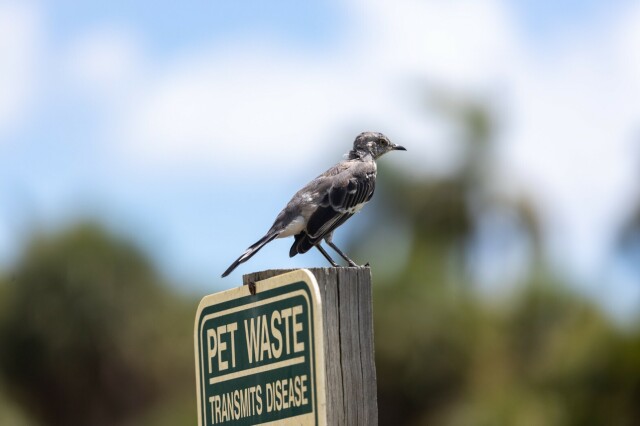 a mockingbird on a "pet waste transmits disease" sign