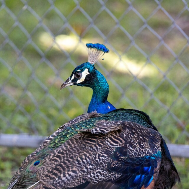 a peacock with body facing camera right and head above facing camera left